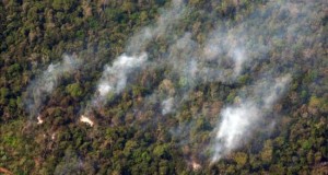 Extinguen incendio en selva peruana que dejó un muerto y quemó 200 hectáreas
El incendio fue alertado el pasado sábado después de que se iniciara en un área de cultivo del municipio de Marona, en el distrito y provincia de Moyobamba.