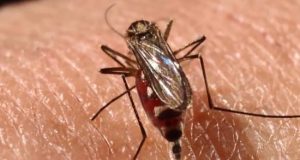 Fotograma extraído de un vídeo fechado el 20 de marzo de 2018, que muestra un mosquito "Aedes aegypti", tomado en La Paz, Baja California Sur (México). EFE/Archivo