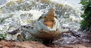 Crocodile-Attack