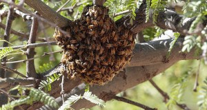 Killer_bees_BBYX1M_3067115b