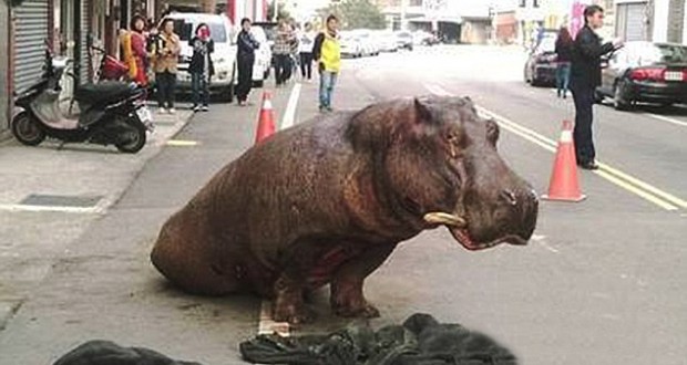 VID: Lorry Fall Hippo Dies After falling Off Lorry AGAIN