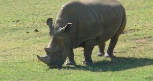 800px-Northern_White_Rhinoceros_Angalifu_r620x349