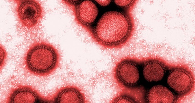 influenza_virus_Kawaoka04
