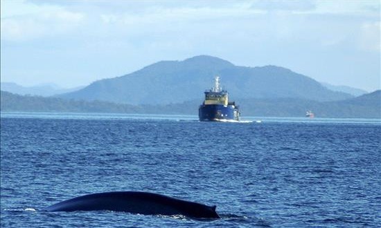 Fotografía facilitada por el científico marino de la Universidad Austral de Chile, Rodrigo Hucke, tomada el pasado mes de abril en el mar de Chiloé mientras los científicos trataban de instalar transmisores satélites a 7 ejemplares de ballena azul para hacer un seguimiento de sus migraciones.