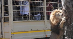 Un león mata a una turista estadounidense en un parque natural sudafricano
Los jugadores de la selección alemana toman fotografías de un león durante una visita al Lion Park de Lanseria, cerca de Pretoria (Sudáfrica).