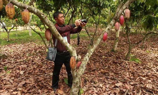 Cultivos de cacao, café y piña reemplazarán 1.452 hectáreas de coca en Perú
Según cifras de la organización estatal de lucha contra las drogas Devida, en Perú existían a inicios del año pasado 60.400 hectáreas de hoja de coca y el 93 % de ellas (53.724 hectáreas) eran destinadas al narcotráfico.