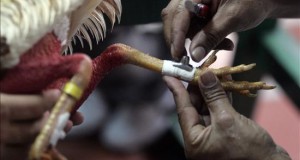 La tradición hispana de la pelea de gallos choca con las leyes de Florida
Dos hombres calzan los espolones de un ejemplar antes de enfrentarlo.