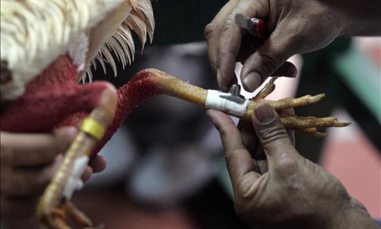 La tradición hispana de la pelea de gallos choca con las leyes de Florida
Dos hombres calzan los espolones de un ejemplar antes de enfrentarlo.