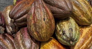 El cacao blanco peruano competirá por el premio internacional al mejor chocolate de origen
Perú alberga el 60 % de las especies de cacao del mundo y es uno de los principales productores, según la Asociación Peruana de Productores de Cacao (Appcacao).