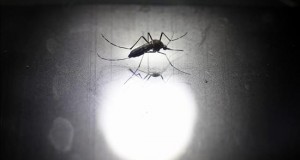 Perú prorroga la emergencia sanitaria en la región de Piura por dengue y chikunguña
Perú registraba la semana pasada 32 casos de transmisión autóctona del chikunguña, de los que 31 pertenecían a la región de Tumbes, también en el norte, y uno a la región de Piura. EFE/Archivo