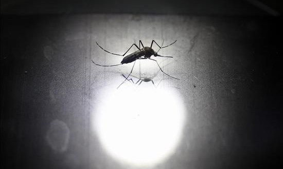 Perú prorroga la emergencia sanitaria en la región de Piura por dengue y chikunguña
Perú registraba la semana pasada 32 casos de transmisión autóctona del chikunguña, de los que 31 pertenecían a la región de Tumbes, también en el norte, y uno a la región de Piura. EFE/Archivo