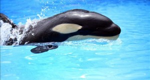 Demandan al Seaquarium de Miami por condiciones de cautiverio de orca Lolita 
Fotografía de una orca con 152 kilos de peso y 1,40 metros de largo una cría nacida en cautiverio.