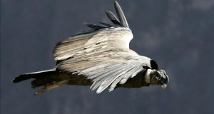 Un documental trata la polémica sobre el uso de cóndores en una tradicional fiesta peruana
Un cóndor sobrevuela el Cañón del Colca.