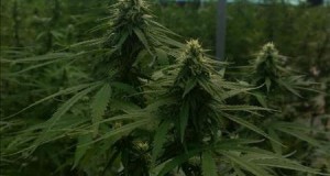 Descubren en Jalisco invernadero de marihuana "genéticamente modificada"
Fotografía cedida hoy, domingo 26 de julio de 2015, por la Comisión Nacional de Seguridad (CNS) que muestra un invernadero que agentes de la Policía Federal de México localizaron e inhabilitaron un predio acondicionado para el cultivo de marihuana "genéticamente modificada" en el municipio de Tlajomulco de Zúñiga en Jalisco (México). La Comisión indicó que al realizar patrullajes de seguridad, los agentes ubicaron el invernadero conformado por tres naves con marihuana "genéticamente modificada", dos de ellas con superficie aproximada de 2.200 metros cuadrados y la tercera de unos 1.800 metros cuadrados, "con plantas madre que fueron mejoradas genéticamente para clonación"