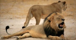 EE.UU. abre una investigación sobre muerte del león Cecil a manos de un estadounidense
Fotografía sin fecha cedida, el 28 de julio de 2015, por la Autoridad Administrativa de Vida Salvaje y Parques de Zimbabue (ZIMPARKS), que muestra a Cecil, el león más famoso de Zimbabue, cuya muerte ha suscitado una gran polémica entre los conservacionistas locales porque consideran que la cacería se organizó de forma ilegal.