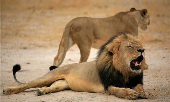 EE.UU. abre una investigación sobre muerte del león Cecil a manos de un estadounidense
Fotografía sin fecha cedida, el 28 de julio de 2015, por la Autoridad Administrativa de Vida Salvaje y Parques de Zimbabue (ZIMPARKS), que muestra a Cecil, el león más famoso de Zimbabue, cuya muerte ha suscitado una gran polémica entre los conservacionistas locales porque consideran que la cacería se organizó de forma ilegal.