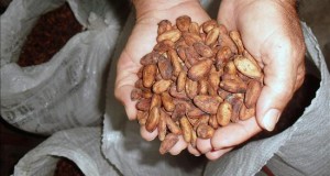 El apetito por el chocolate consume la Amazonía
Imagen de un productor que cultiva cacao en áreas de la Amazonía.