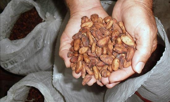 El apetito por el chocolate consume la Amazonía
Imagen de un productor que cultiva cacao en áreas de la Amazonía.