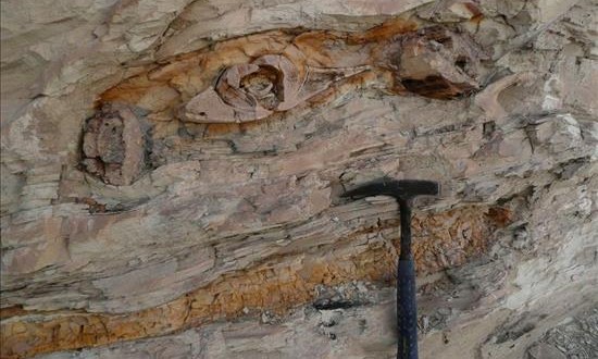 Autoridades peruanas incautaron 156 fósiles a turista en un puesto fronterizo
Personal de Aduanas y del Ministerio de Cultura en ese complejo verificaron que los bienes recuperados eran fósiles de ammonites, erizos, bivalvos, entre otros especímenes, tallados y pulidos. En la imagen el registro de otro hallazgo arqueológico en Perú.