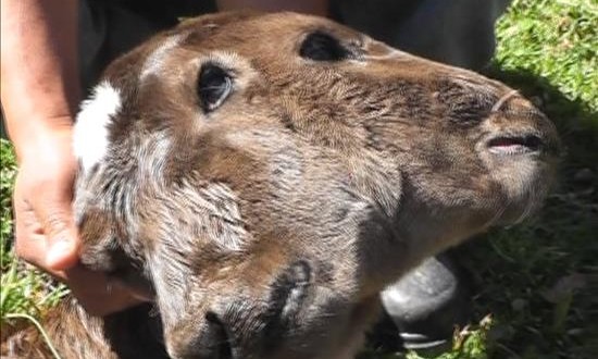 Nace una ternera con dos cabezas en el norte de Perú
Miembros de la comunidad indicaron a medios locales que el nacimiento de la ternera les preocupa lo consideran como un mal augurio para el futuro.