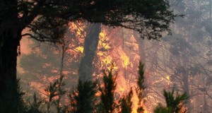 Un muerto y tres heridos deja un incendio forestal en los Andes centrales de Perú
Dos brigadas tratan de extinguir el fuego en frentes diferentes mientras los habitantes de la zona construyen zanjas para impedir el avance de las llamas