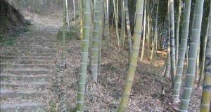 Perú fomentará su producción de bambú tras una reunión con autoridades de China
El comercio mundial del bambú bordea los 3.500 millones de dólares al año, mientras el mercado interno de China mueve alrededor de 15.000 millones de dólares. En la imagen, plantas de bambú que se elevan hasta 20 metros.