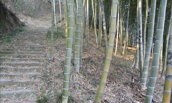 Perú fomentará su producción de bambú tras una reunión con autoridades de China
El comercio mundial del bambú bordea los 3.500 millones de dólares al año, mientras el mercado interno de China mueve alrededor de 15.000 millones de dólares. En la imagen, plantas de bambú que se elevan hasta 20 metros.