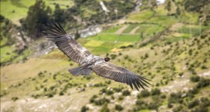 La incógnita del cóndor, el rey de los Andes de Perú
Fotografía de abril de 2015 del gigantesco cóndor andino (vultur gryphus) en el cañon de Mayobamba, en el valle del Sondondo, al sur del departamento andino de Ayacucho en las alturas andinas de Perú.