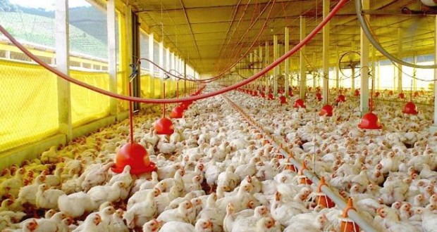 gripe-aviar-dudas-660