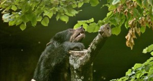 Avistan un oso de anteojos en la ciudadela de Machu Picchu
Un ejemplar de oso de anteojos.