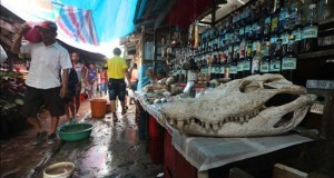 El exótico mercado de Belén es un espectáculo único en plena selva peruana
Cráneo de un caimán o " lagarto " en la decoración de un puesto que ofrece bebidas afrodisiacas en el tradicional "Pasaje Paquito" en el mercado de Belén, Iquitos (Perú).