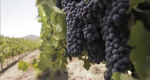 Unas 1.800 millones de personas en el mundo tomaron vino chileno este año
Fotografía de archivo cedida por la Fundación Imagen de Chile FICH y fechada en marzo de 2015 que muestra un viñedo en Ovalle, en la región de Coquimbo, al norte de Santiago (Chile).