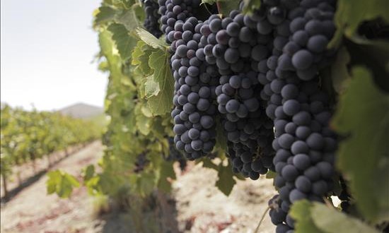 Unas 1.800 millones de personas en el mundo tomaron vino chileno este año
Fotografía de archivo cedida por la Fundación Imagen de Chile FICH y fechada en marzo de 2015 que muestra un viñedo en Ovalle, en la región de Coquimbo, al norte de Santiago (Chile).