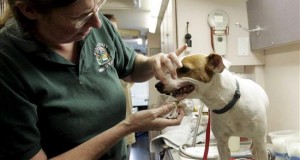 Abre en Arizona banco de comida para mascotas de dueños de escasos recursos
El Banco Comunitario de Comida para Animales del Sur de Arizona inicio hoy sus operaciones con el propósito de servir a las mascotas de familias de bajos recursos.