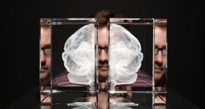 Alta dosis de cocaína provoca autodestrucción neuronal, según estudio
Representación de un cerebro humano.