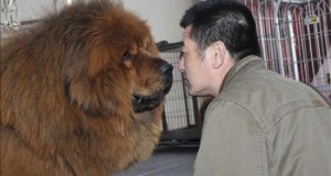 Un estudio sitúa el origen del perro doméstico hace 33.000 años en el sureste de Asia
Un mastin tibetano durante la 7ª edición de la Exposición de Mastines Tibetanos, celebrada en China.