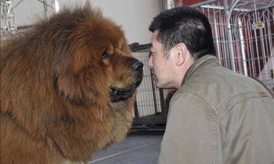 Un estudio sitúa el origen del perro doméstico hace 33.000 años en el sureste de Asia
Un mastin tibetano durante la 7ª edición de la Exposición de Mastines Tibetanos, celebrada en China.