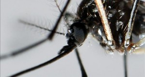 Autoridades sanitarias piden medidas preventivas para evitar contagio de Zika
Detalle del mosquito "Aedes Aegypti", trasmisor del dengue, zika y chinkunguña.