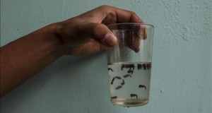 Nueva York confirma dos casos de infectados con el virus Zika
Larvas del mosquito que transmite el dengue y el virus del zika.