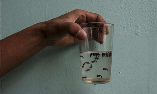 Nueva York confirma dos casos de infectados con el virus Zika
Larvas del mosquito que transmite el dengue y el virus del zika.