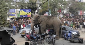 Un elefante salvaje siembra el pánico en una ciudad de la India
Un elefante salvaje siembra el pánico en la ciudad de Siliguri, India hoy 10 de febrero de 2016. Un elefante salvaje entró hoy en la ciudad de Siliguri, en el este de la India, donde sembró el pánico entre los residentes y destrozó decenas de edificios y vehículos, informó a Efe una fuente oficial.
