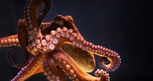pulpo