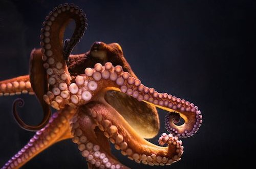 pulpo