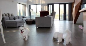 Suites de lujo con vistas al río para gatos, tratamientos de blanqueamiento dental para perros o viajes en Ferrari para celebrar el cumpleaños son algunos de los servicios que ofrecen los cada vez más frecuentes negocios para mascotas en China, un sector que crece a un ritmo vertiginoso. EFE