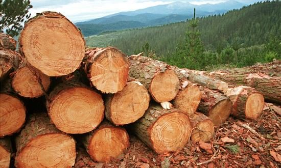 La Amazonía peruana perdió 156.000 hectáreas de bosques en 2017 y más de 2,1 millones de hectáreas desde el año 2001, con un promedio de 125.000 hectáreas anuales. EFE/Archivo