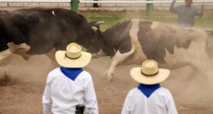 La pelea de toros, tradición muy extendida en el sur peruano, vive estas semanas su mayor desafío mientras, el Tribunal Constitucional de Perú debate la prohibición de una actividad que une amor incondicional al animal y prácticas ancestrales, pero que es acusada de constituir maltrato animal.