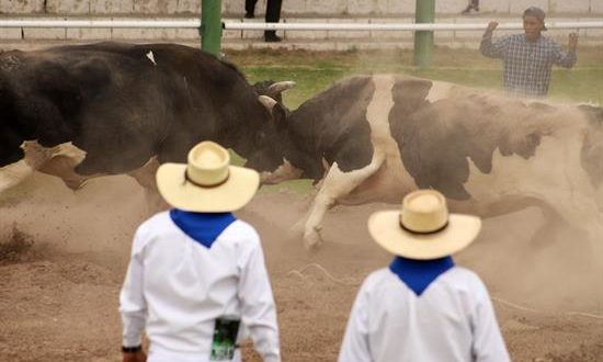 La pelea de toros, tradición muy extendida en el sur peruano, vive estas semanas su mayor desafío mientras, el Tribunal Constitucional de Perú debate la prohibición de una actividad que une amor incondicional al animal y prácticas ancestrales, pero que es acusada de constituir maltrato animal.