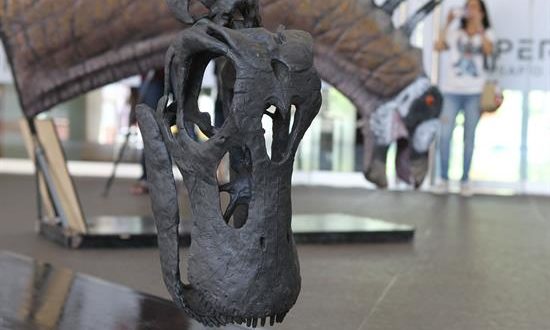 Descubren una especie de dinosaurio saurópodo en la Patagonia argentina
Un grupo de paleontólogos descubrió en la Patagonia argentina fósiles de una desconocida especie de dinosaurio perteneciente al grupo de los saurópodos y caracterizada por unas largas espinas óseas que cubren su cuello y espalda, según se informó en un acto celebrado este lunes.