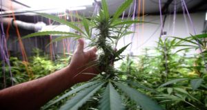 Fotografía que muestra una planta de marihuana. EFE/Archivo