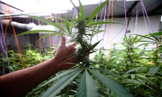 Fotografía que muestra una planta de marihuana. EFE/Archivo